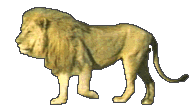 Lion qui marche