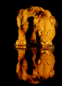 Lion reflet rivière