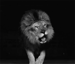 Lion rugissement en noir et blanc