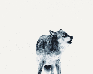 Loup