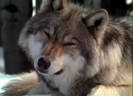 Loup mignon