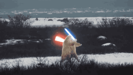 Ours polaires combat sabre laser