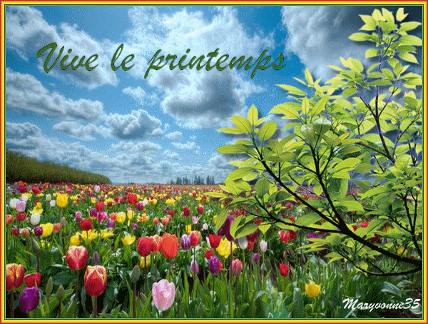 vive le printemps champ de tulipes