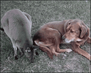 Kangourou et chien bisou