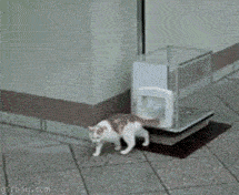 ascenseur pour chat