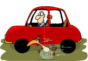 Course voiture vs poulet