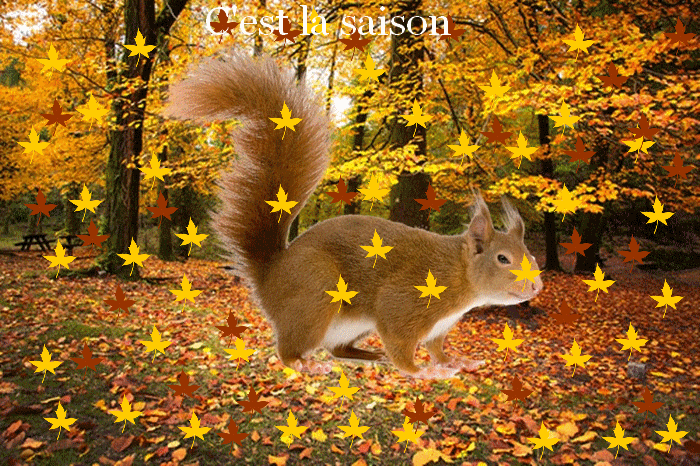 C'est la saison d'automne écureuil et feuilles mortes