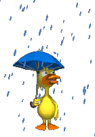 Canard sous la pluie