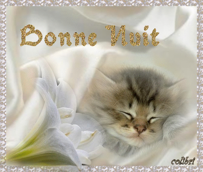 Bonne nuit minou