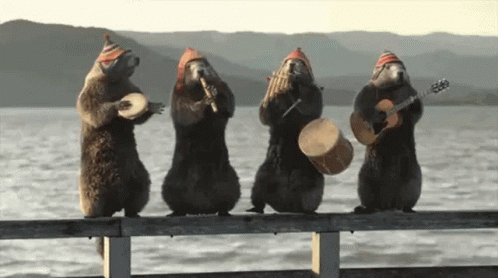 Marmotte musique des andes